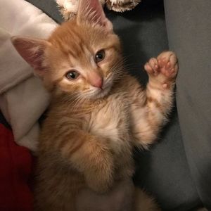 Meet your Posher, Bobbie